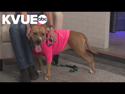 Kara is available to adopt from the Williamson County Regional Animal Shelter – YouTube