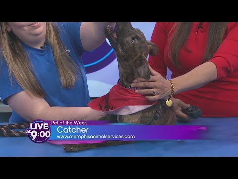Catcher the Playful Pup Looking for a Loving Home – YouTube