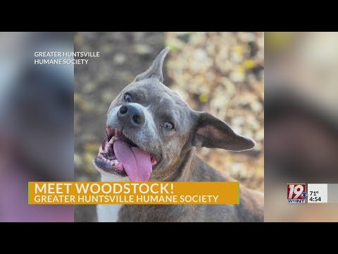 Adoptable Pets: Woodstock | Nov. 14, 2025 | News 19 at 4:30 p.m. – YouTube
