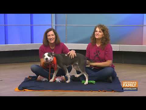 Pets on Parade (Full Episode) November 15, 2025 – YouTube