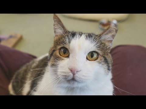 PAWS Chicago Pet of the Week: Phineas – YouTube