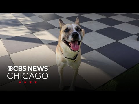 Meet Aliza, PAWS Chicago's Pet of the Week – YouTube