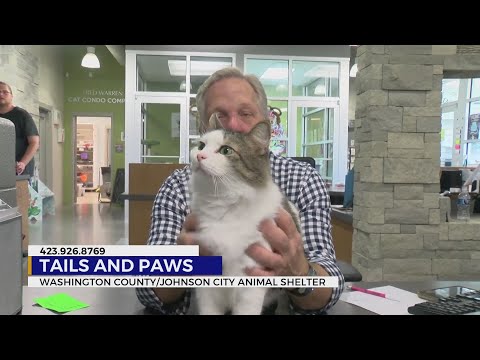 Pets up for adoption for the start of November – YouTube