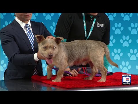 Adopt A Pet: Meet Vader – YouTube