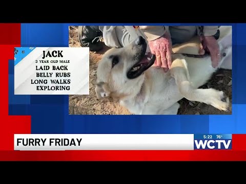 Furry Friday: Meet Jack! – YouTube