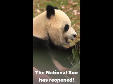 The National Zoo is back open and the pandas are back – YouTube