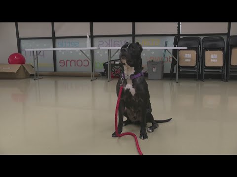 Meet Goliath, learn about upcoming Thanksgiving and Christmas ARL events – YouTube