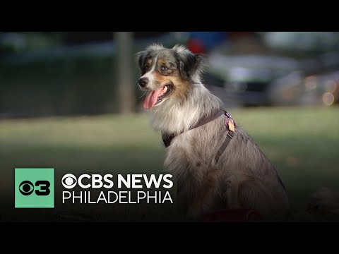 How to decode your dog's yawn | Pet Project – YouTube