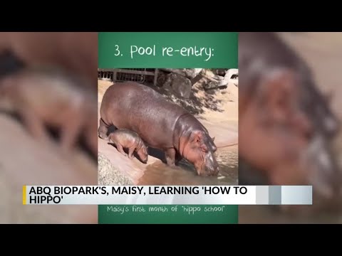 Maisy the hippo growing fast at BioPark – YouTube