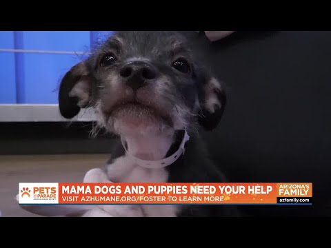 Pets on Parade | Adoptable Pets in Arizona | Nov. 1, 2025 – YouTube