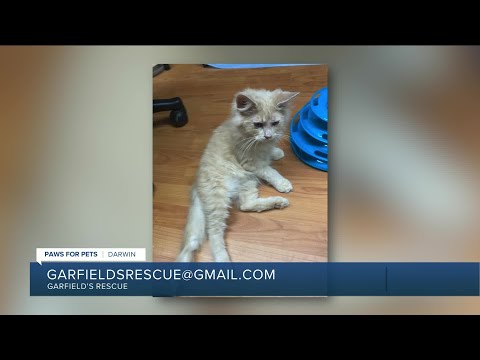 Paws for Pets: Darwin, an energetic, playful kitten with a sweet temperament – YouTube