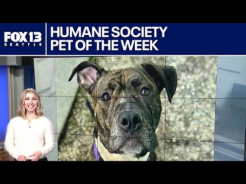 Pet of the Week: Lavinia – YouTube