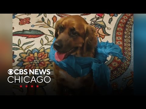 PAWS Chicago fur ball, iguanas in cold | What Caught My Eye – YouTube