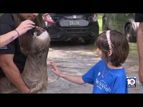 Make-A-Wish sloth encounter brings joy to 9-year-old fighting leukemia at Zoo Miami