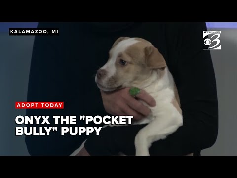 ADOPT TODAY: Meet Onyx, a 'pocket bully' bulldog pit bull mix puppy – YouTube