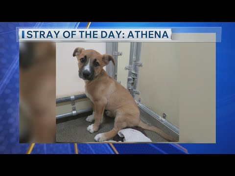 Meet Today's Stray of The Day: Athena! – YouTube