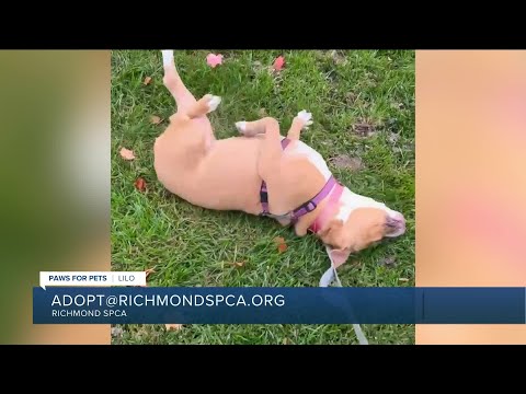 Paws for Pets: Lilo, a sweet, calm, affectionate pup who loves attention – YouTube