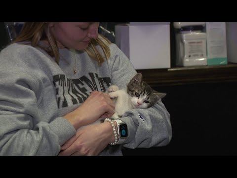 Cats and Tattoos were the talk of the town at an event in Scranton – YouTube