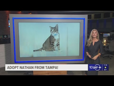 Give Nathan from Tampa a fur-ever home! – YouTube