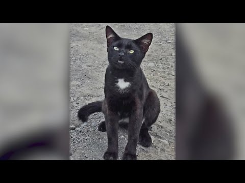 Texas radio station matches a Hawaiian cat with a new Texas owner – YouTube