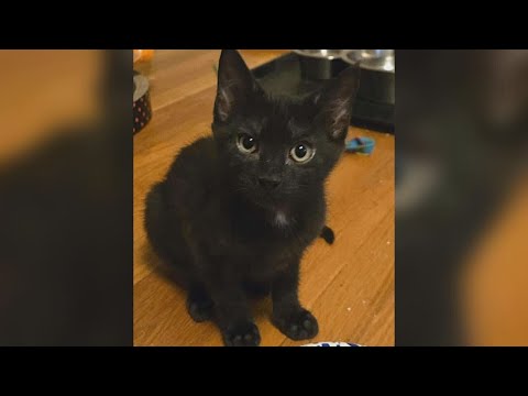 Saving Graces 4 Felines: Meet VC Andrews – YouTube