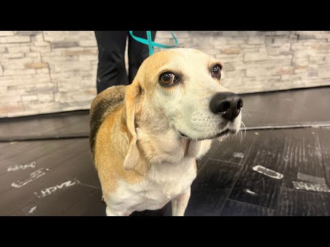 Fur baby Friday: Meet Elphie – YouTube