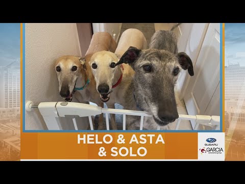 New Mexico Living Pet Pics November 17, 2025 – YouTube