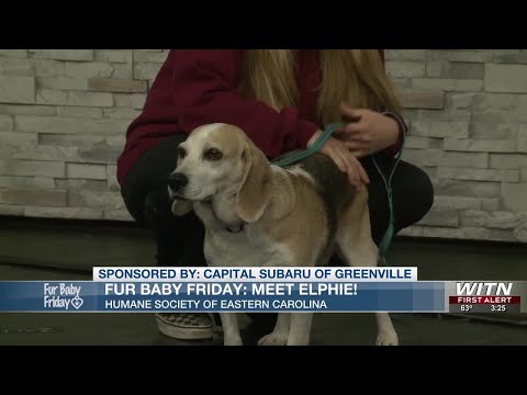 Meet Elphie! – Fur Baby Friday – YouTube