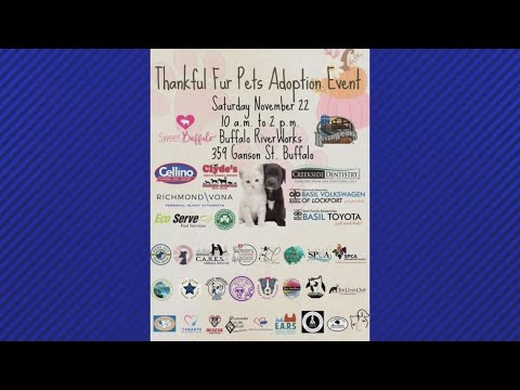 Thankful Fur Pets adoption event this Saturday November 22nd – YouTube
