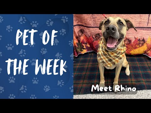 Pet of the Week: Meet Rhino! – YouTube
