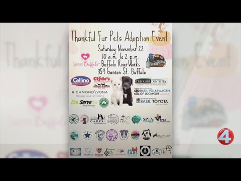 Sweet Buffalo: "Thankful Fur Pets" adoption event – YouTube