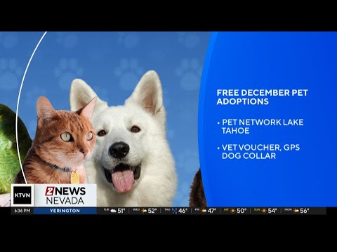 Free pet adoptions in December – YouTube