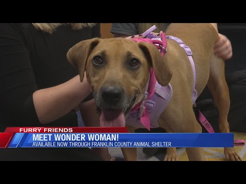 Furry Friends: Meet Wonder Woman! – YouTube