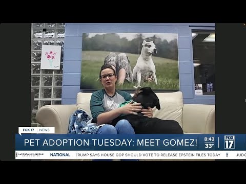 Pet Adoption Tuesday: meet Gomez! – YouTube