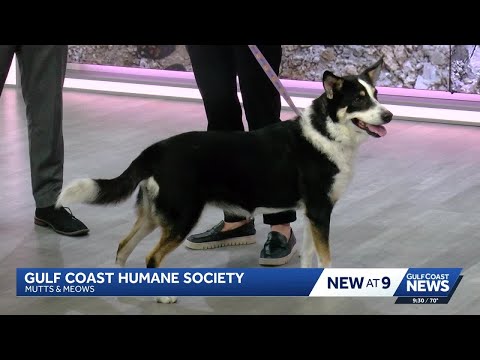 Mutts & Meows: Gulf Coast Humane Society introduces Yuma – YouTube