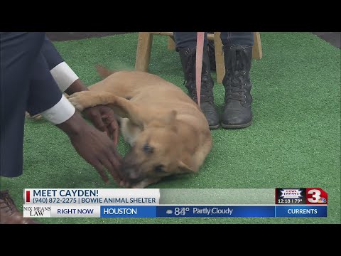Meet Cayden! Bowie Animal Shelter – YouTube