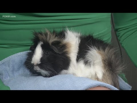 Morticia the Guinea pig | Pet on the Set – YouTube