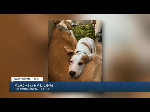 Paws for Pets: Alby, a charming quick learner, loves other dogs – YouTube