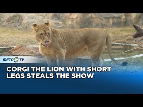 Corgi the Lion with Short Legs Becomes an Online Star at Xuzhou Zoo – YouTube