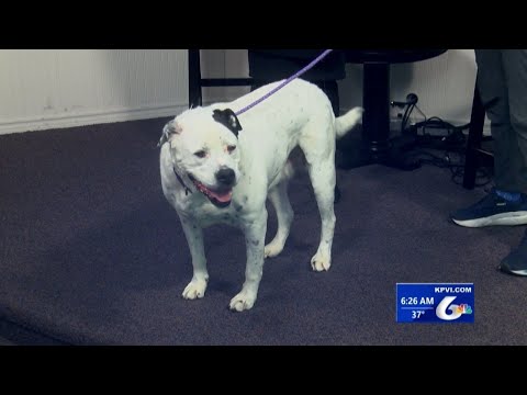 Taill-wagger Wednesday with Izzy – YouTube