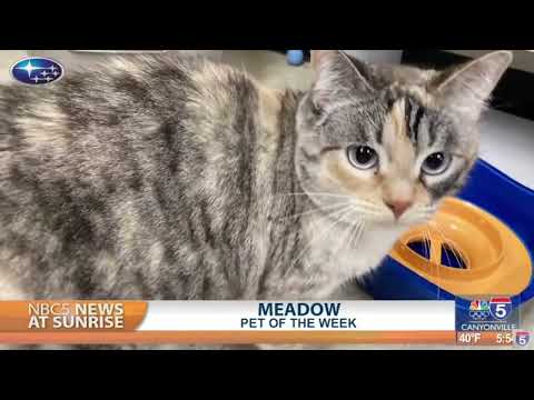 Pet Talk: Meadow – YouTube