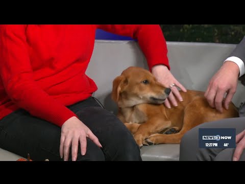 Pet of the Week: Pluto – YouTube
