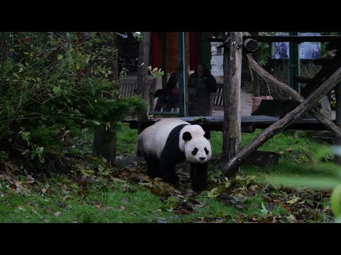 France's Beauval Zoo bids farewell to two pandas heading back to China | AFP – YouTube