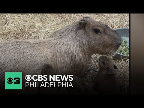 Cape May County Zoo in New Jersey has some new capybaras – YouTube