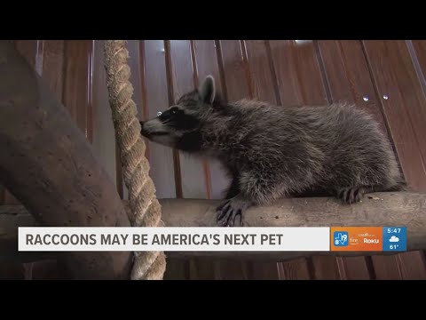 Raccoons may be America's next pet – YouTube