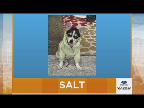 New Mexico Living Pet Pics November 11, 2025 – YouTube