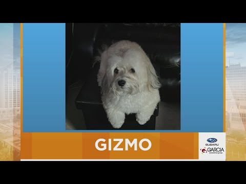 New Mexico Living Pet Pics November 5, 2025 – YouTube