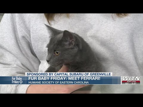 Fur baby Friday: Meet Ferrari – YouTube