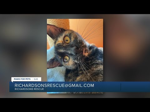 Paws for Pets: Sue, a great mix of goofy and sweet – YouTube