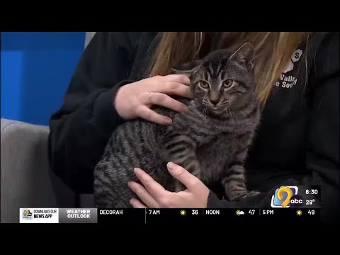 WATCH: Meet Gizzard, a cat at CVHS who makes fast friends with people, cats and even dogs!